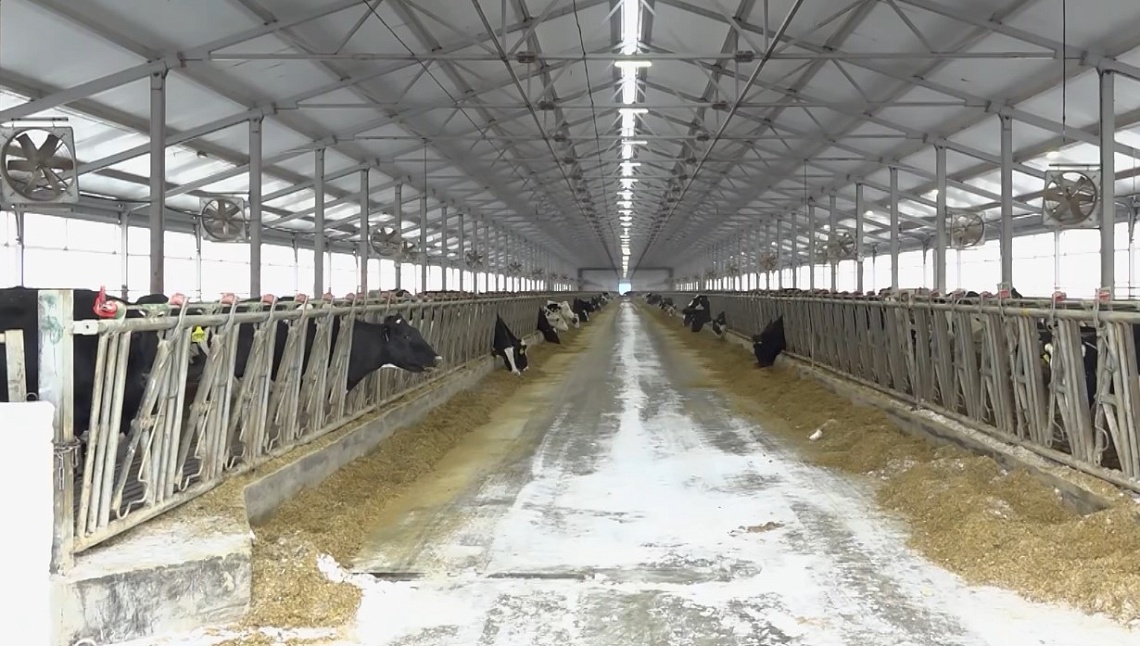 Пензенская область стала лидером по надою молока в России